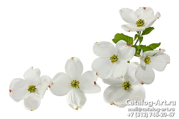 White flowers 5